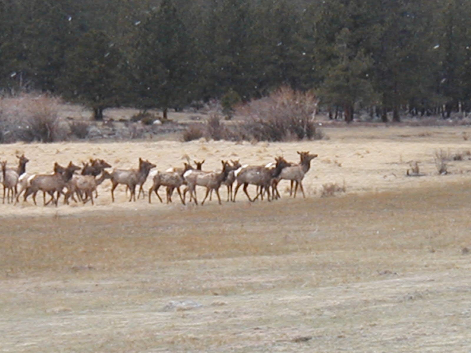 Elk herd in Estes Park, CO