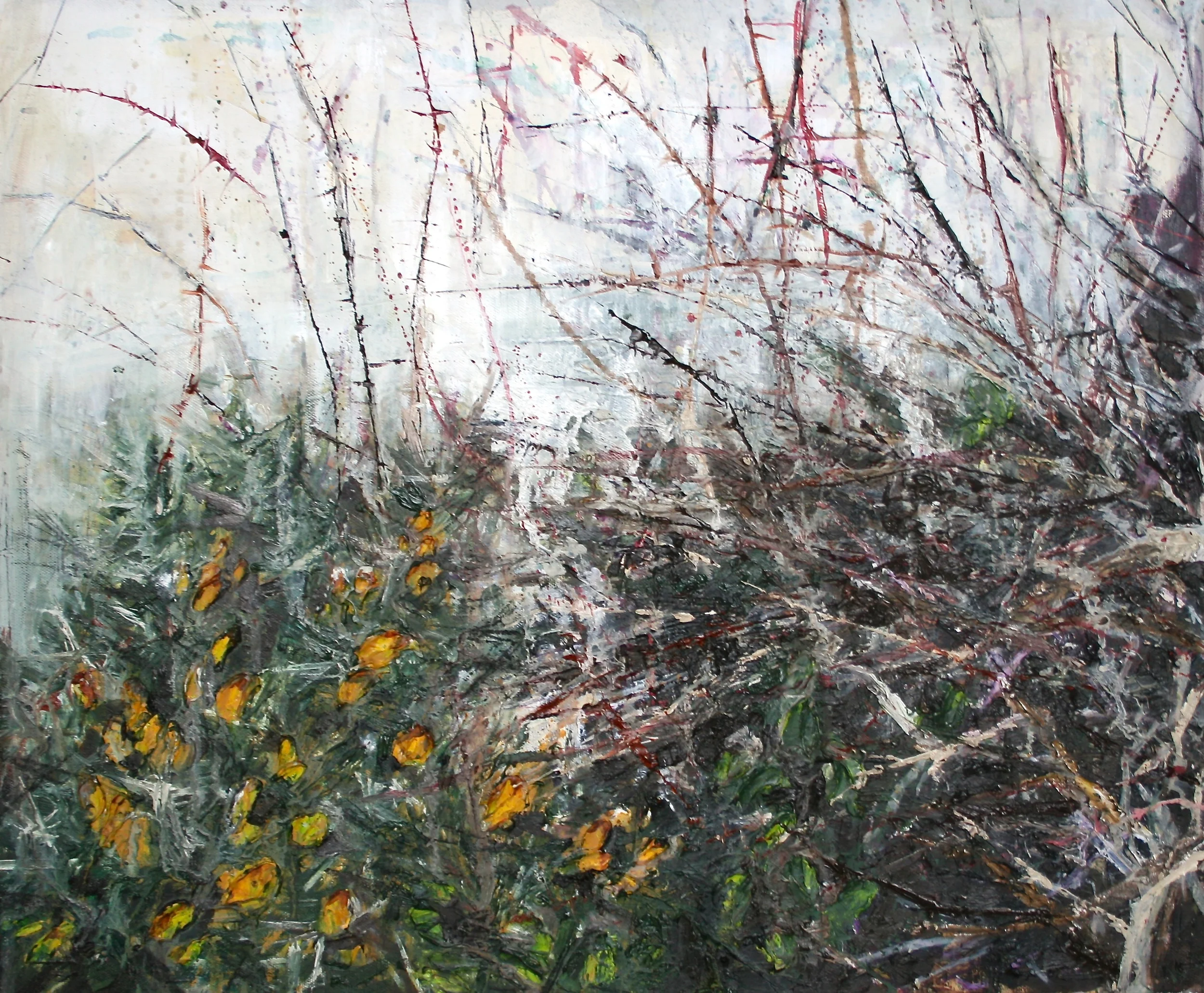 Whin in the hedge.JPG