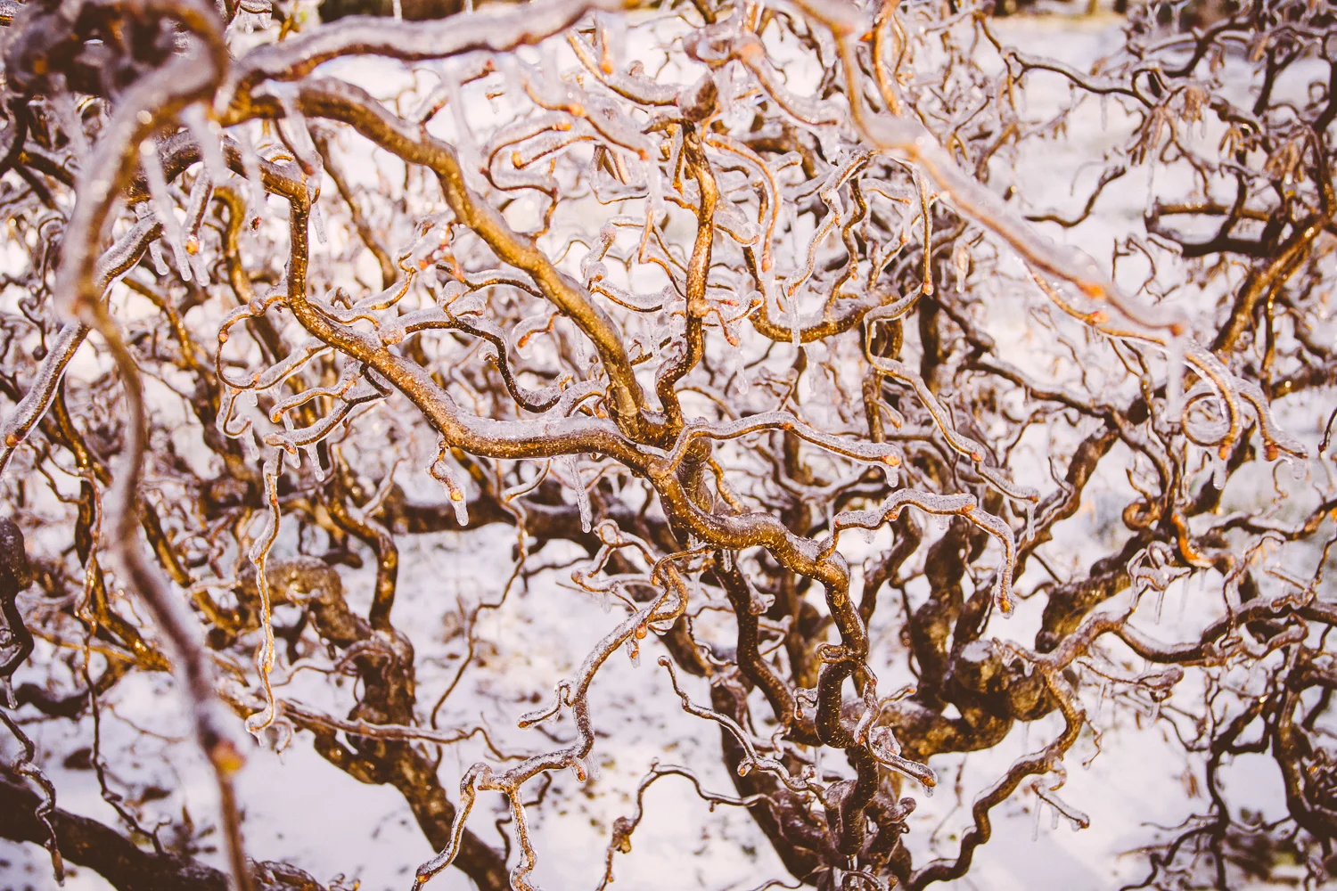 Feb2015IceStorm-55.jpg