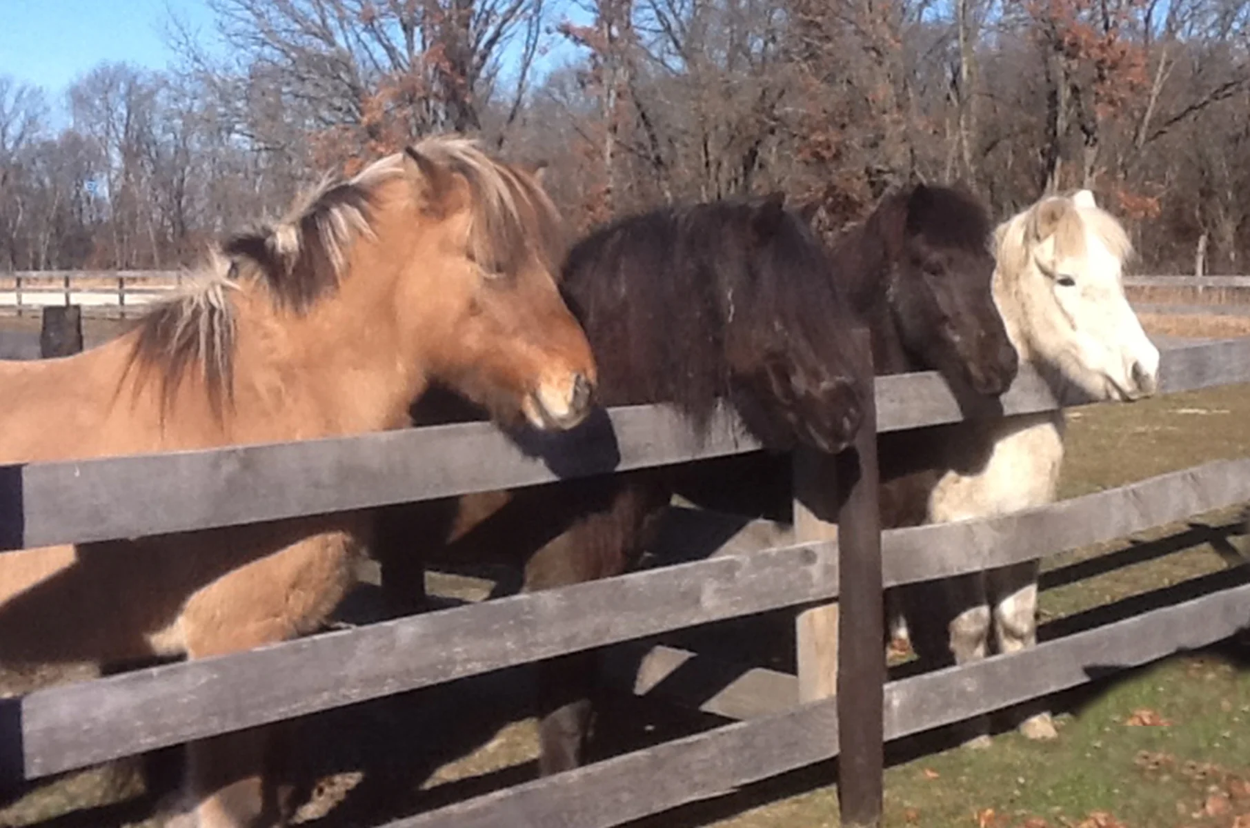 Horses full 300.jpg