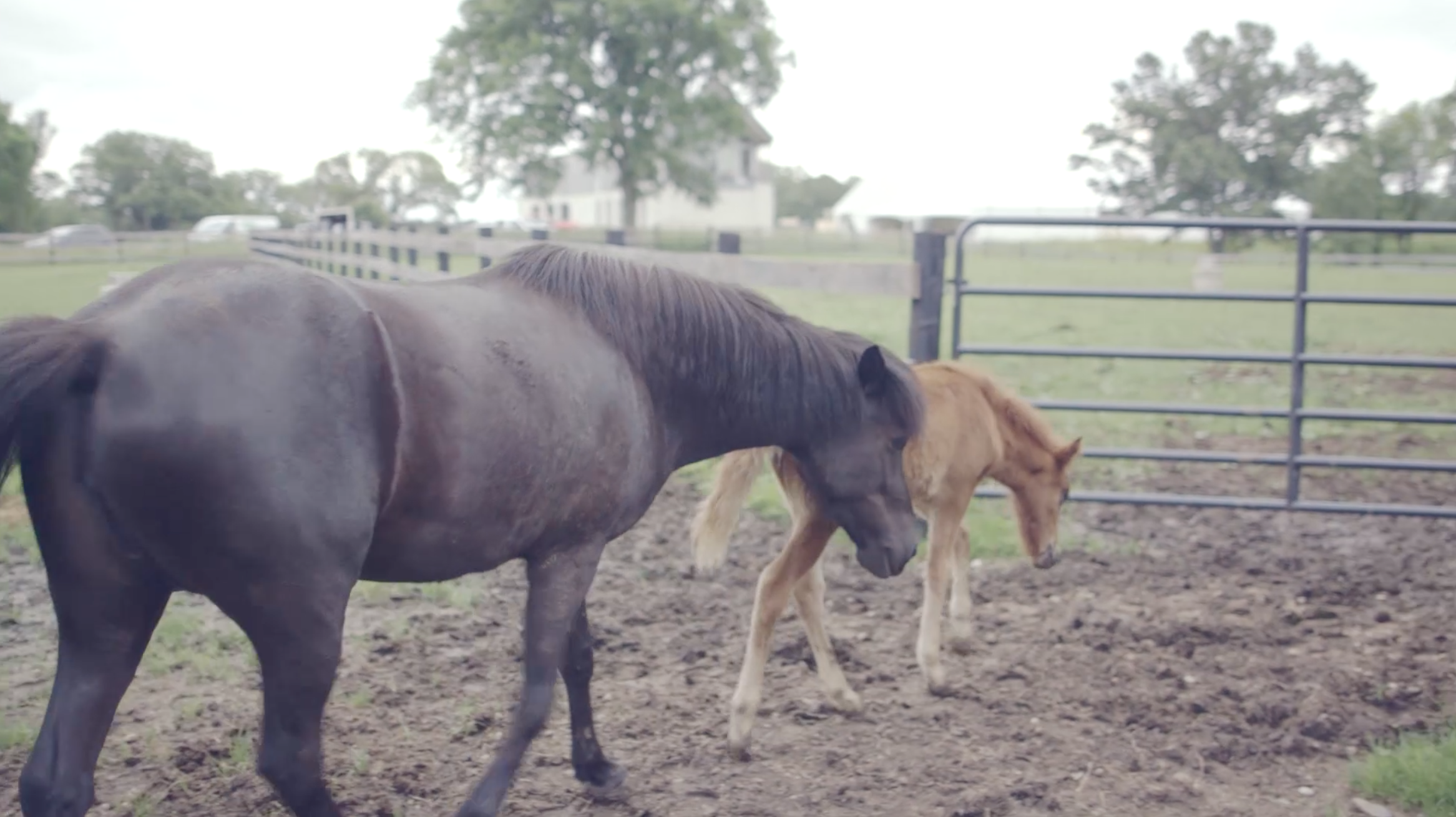 Foal Bolti with his mother 
