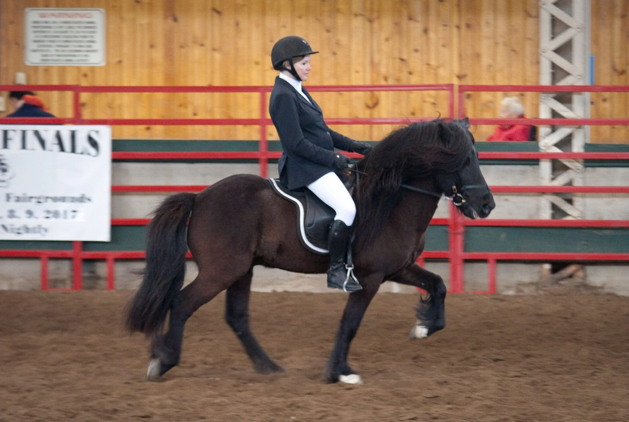 Gosi at the Iowa Horse Fair 2017