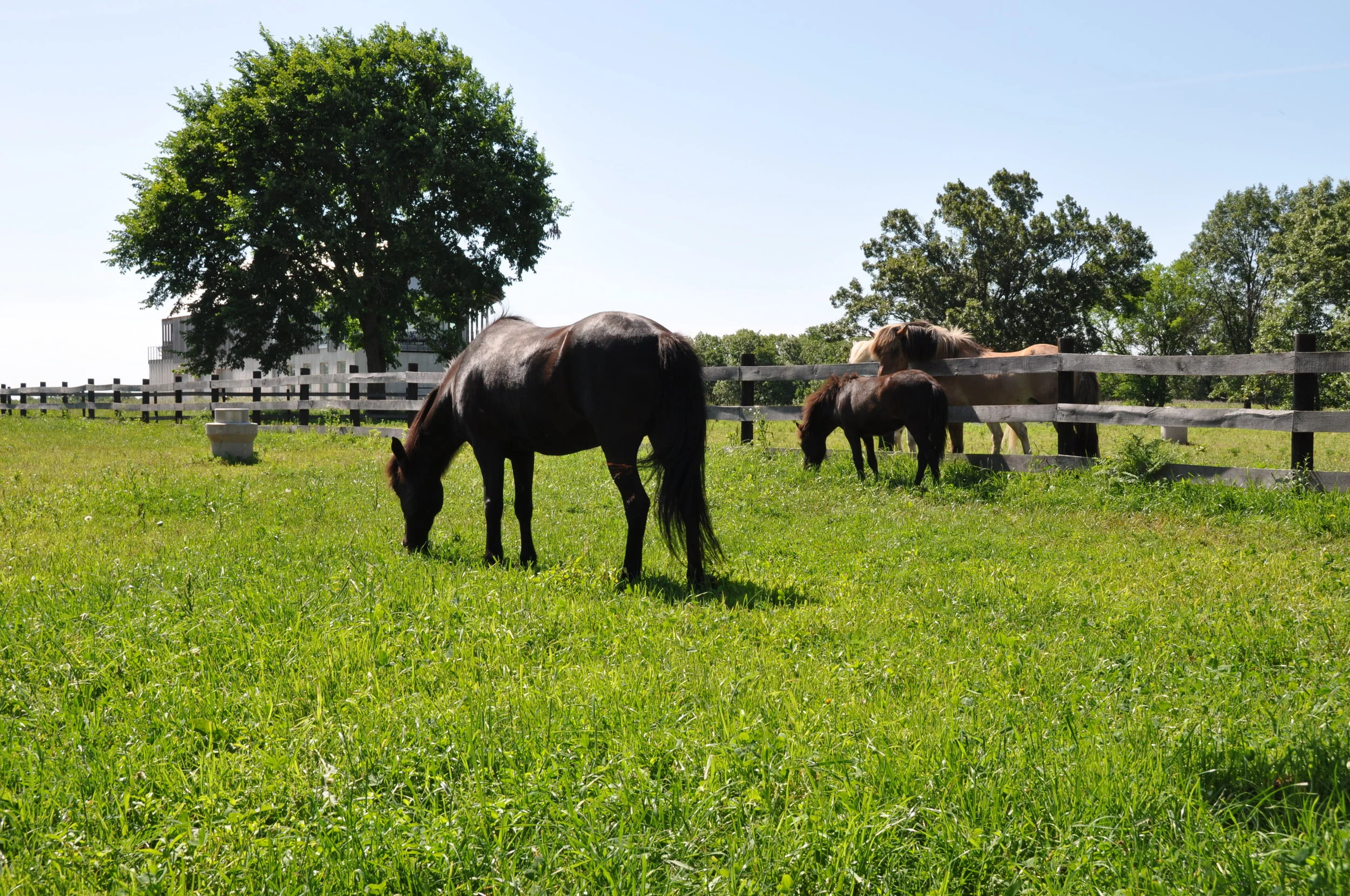 Finding your Perfect Icelandic Horse 