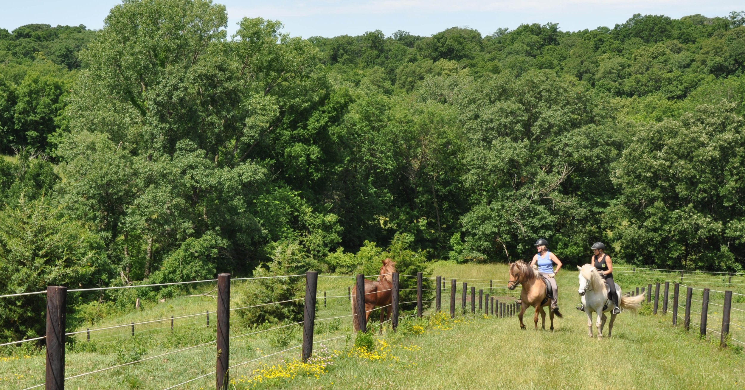 Harmony Breeding Assessment &amp; Young Horse Evaluation, Toppur National Ranking &amp; Fun Show