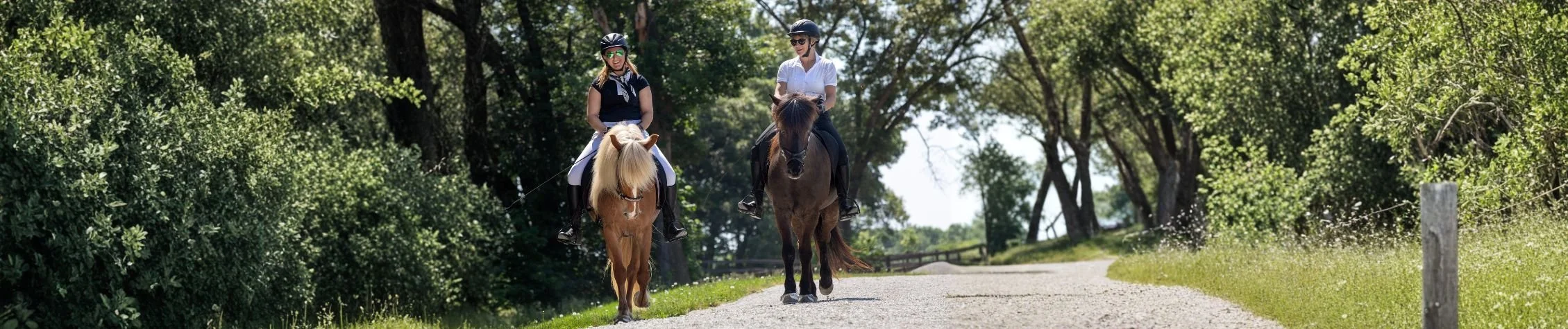Icelandic Horse Spring Gathering