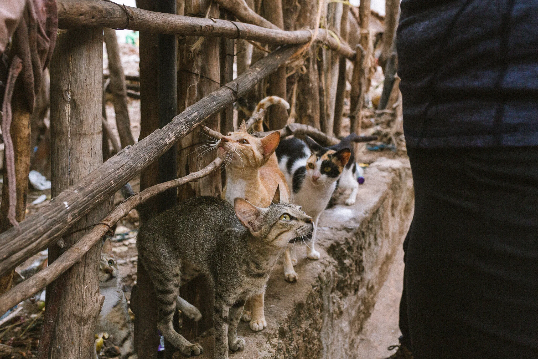 lamu_kenya_ashlee_oneil_photo_cats.jpg