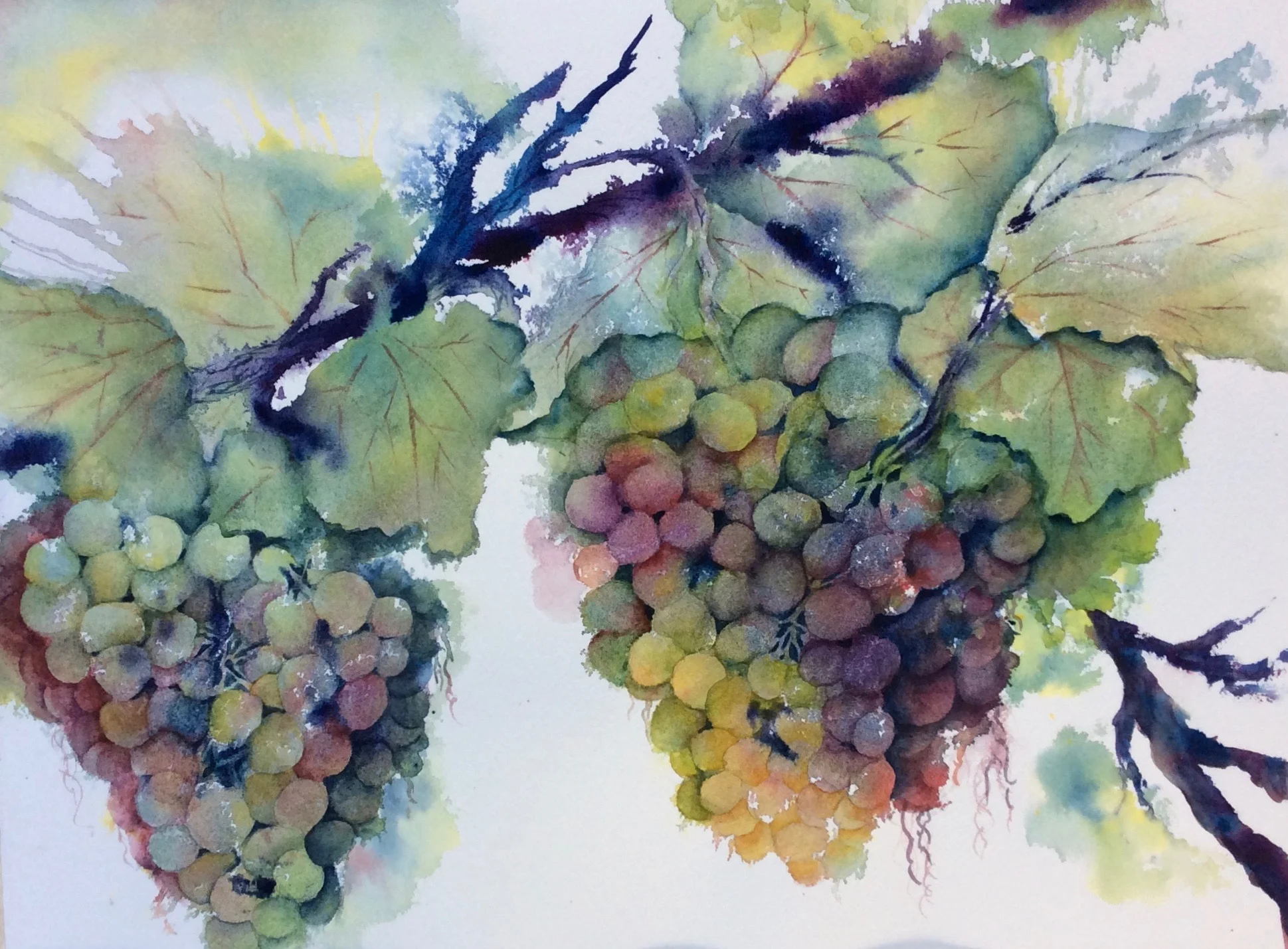 C47 Grapes.jpg
