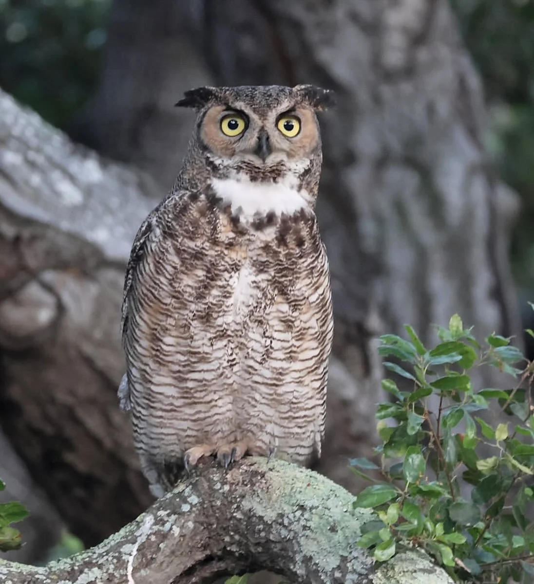 Happy All Hallows Eve everyone! Have a hoot of a fun holiday! 🎃

PC: @jlemayart 

#santabarbara #halloween #dininganddestinations #california #greathornedowl #owl #allhallowseve #visitsantabarbara