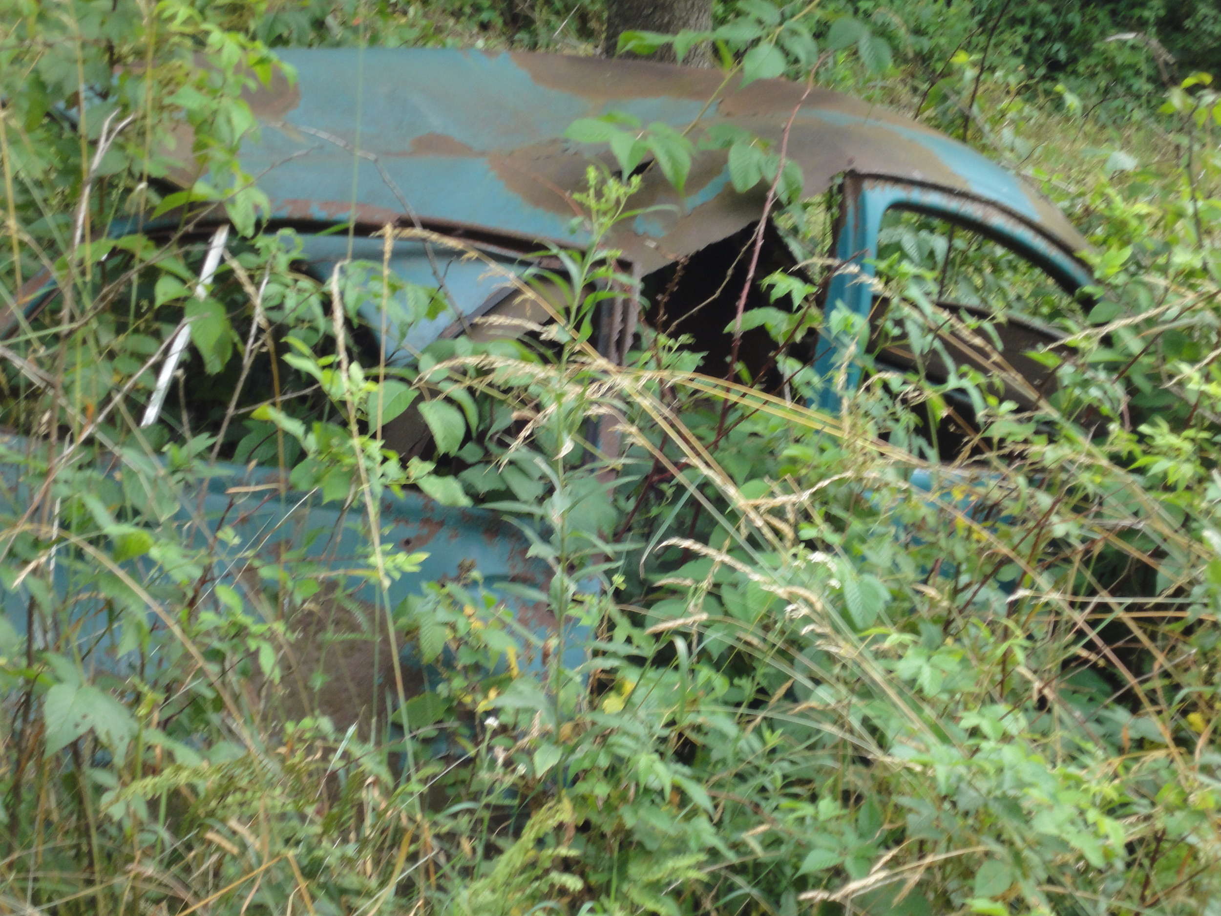  I remember finding baby snakes in this VW Bug as a 10 year old and running all the way down the field, except in the memory the Bug is silver. 