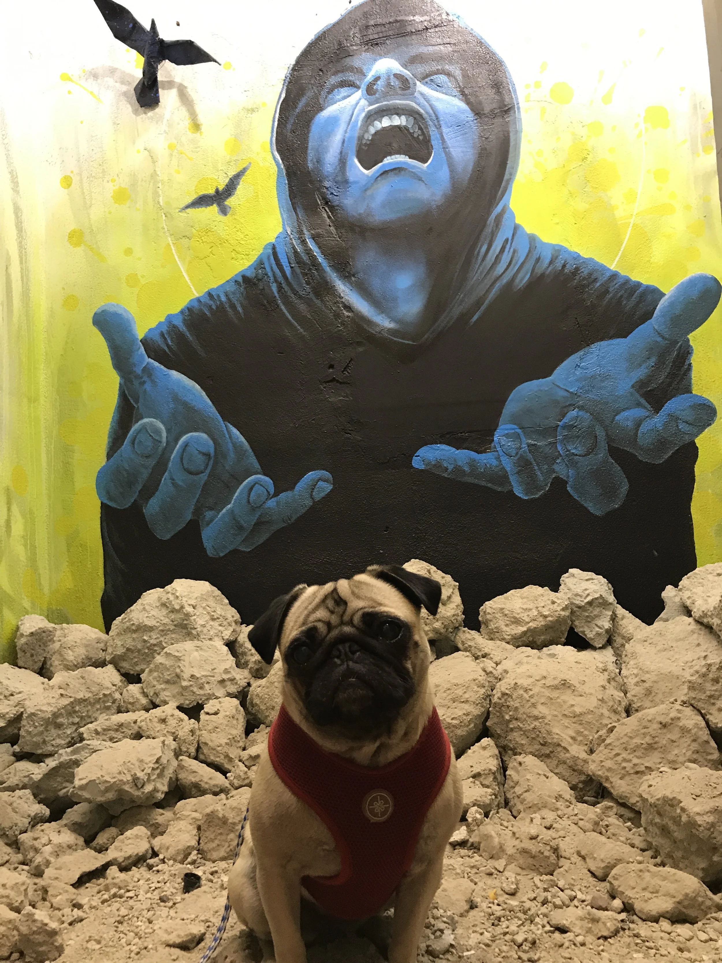 Sel behind Marlowe the shop Dog
