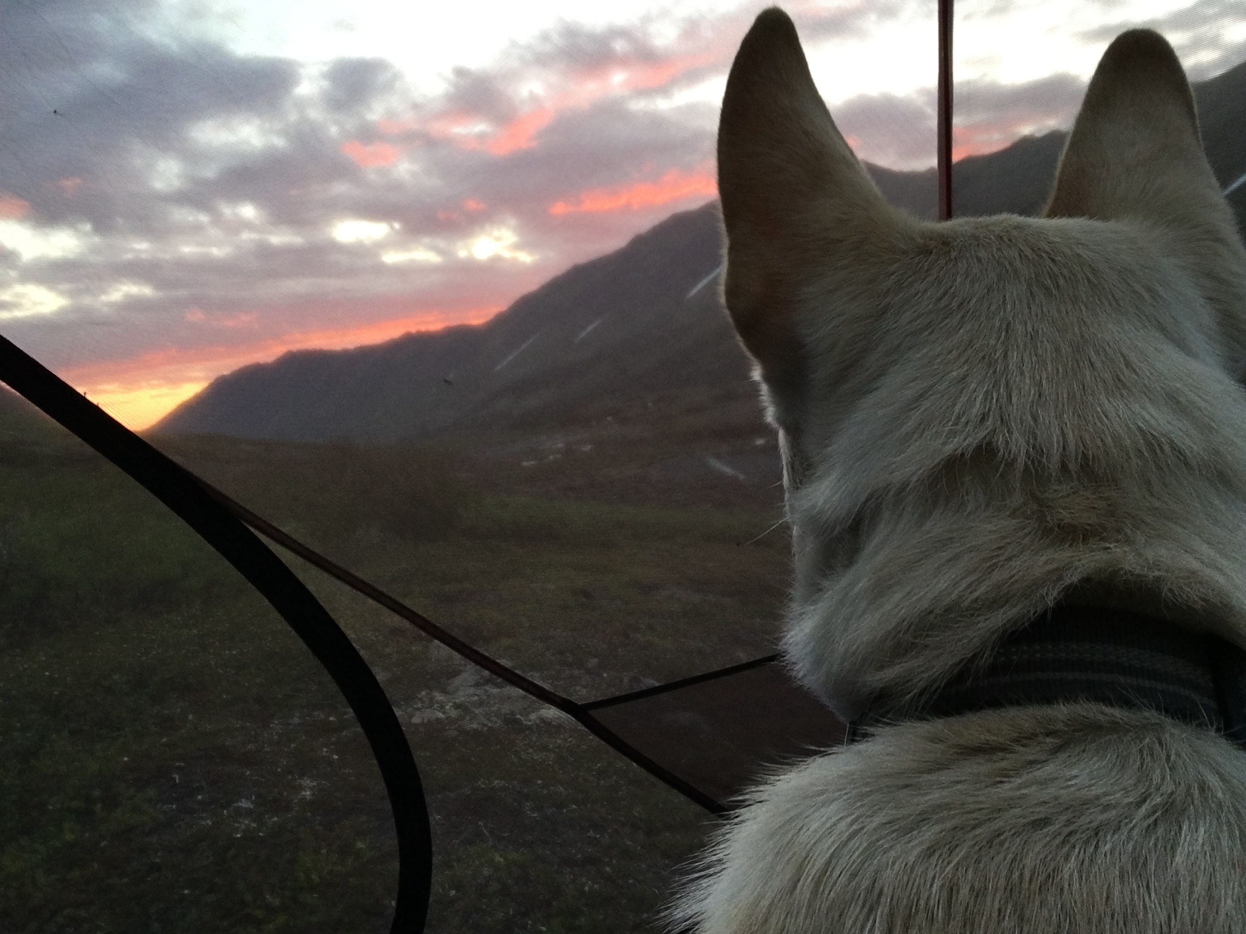 Shiro staring off at something in the distance