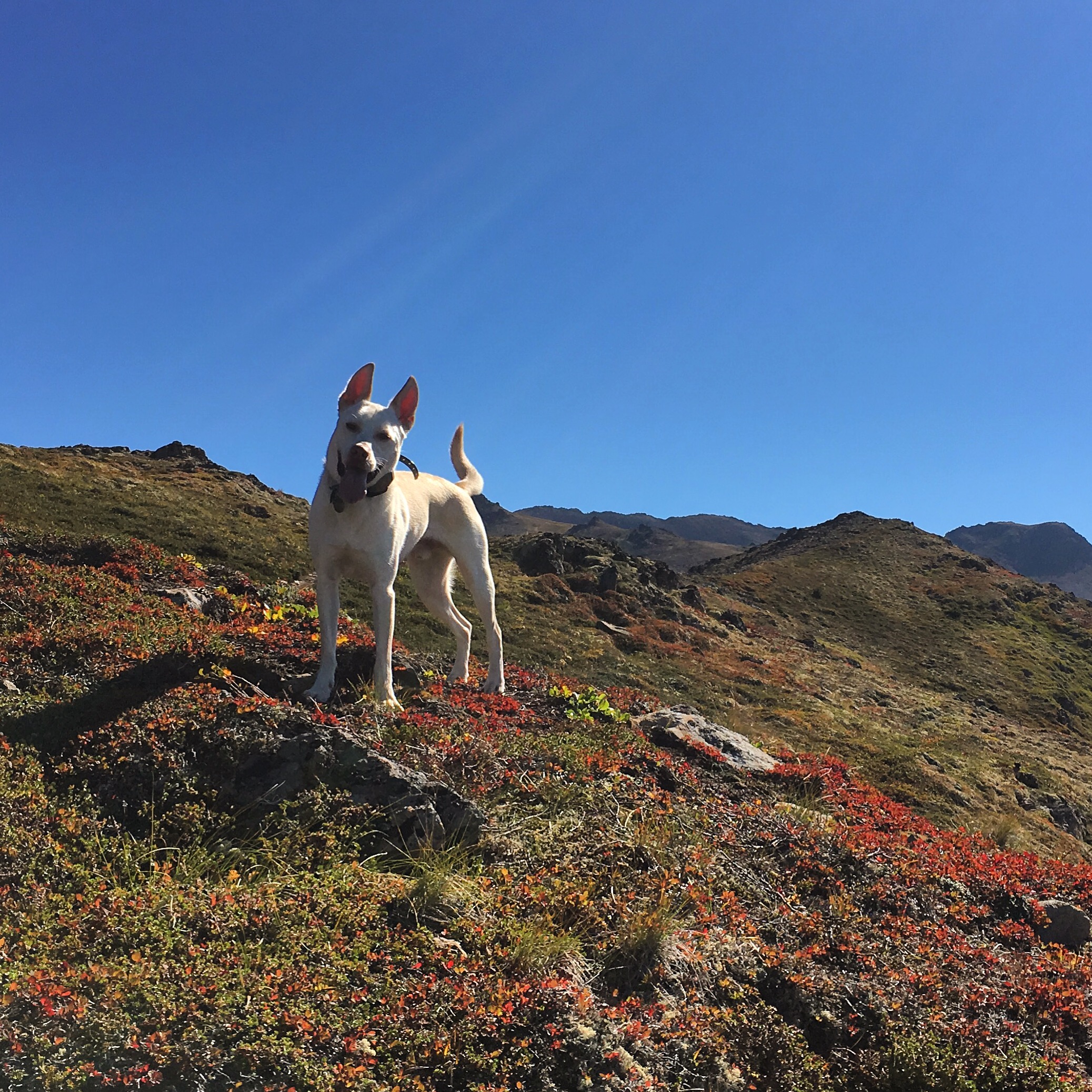 Shiro, stoked out of his mind for mountains per usual. 