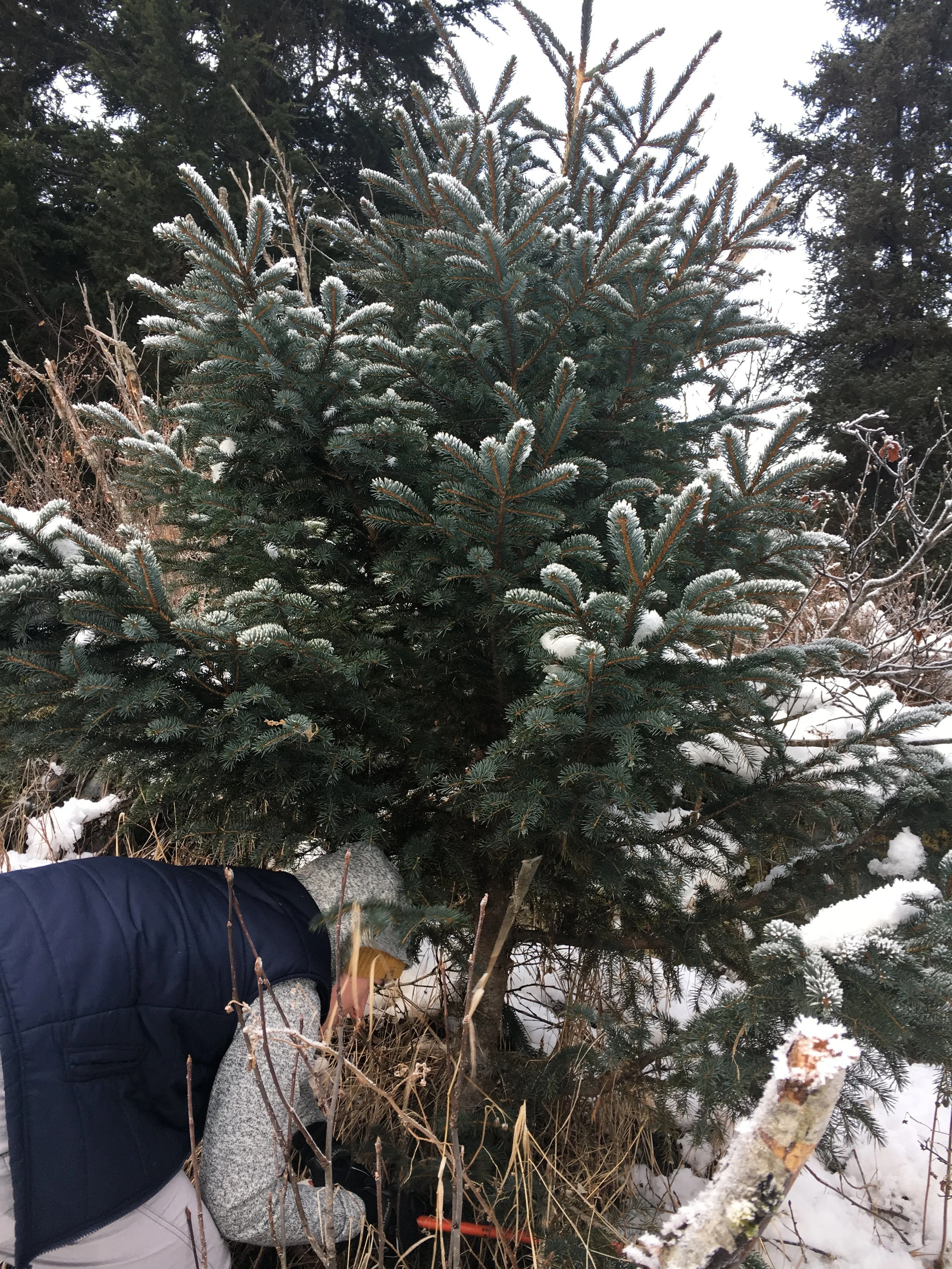 Cutting down our Christmas tree!! 
