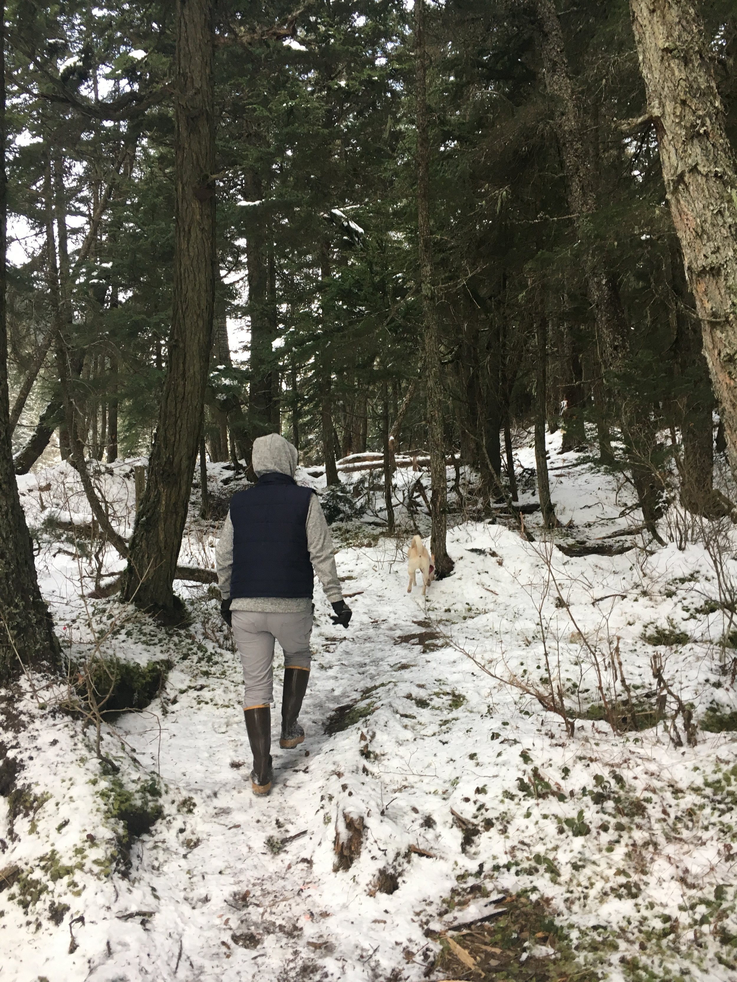 Looking for a tree that was just right!