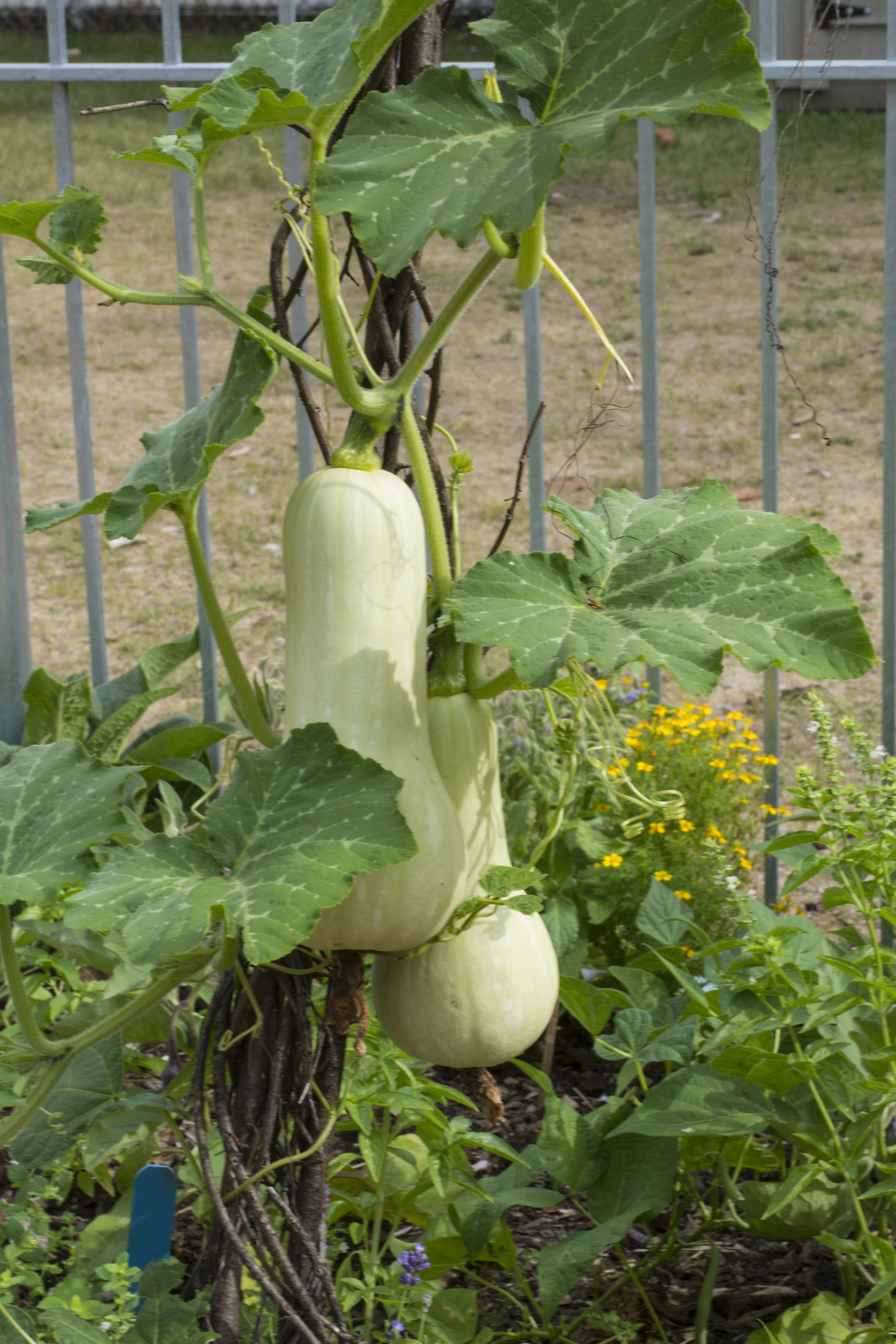 GardenSquash.jpg