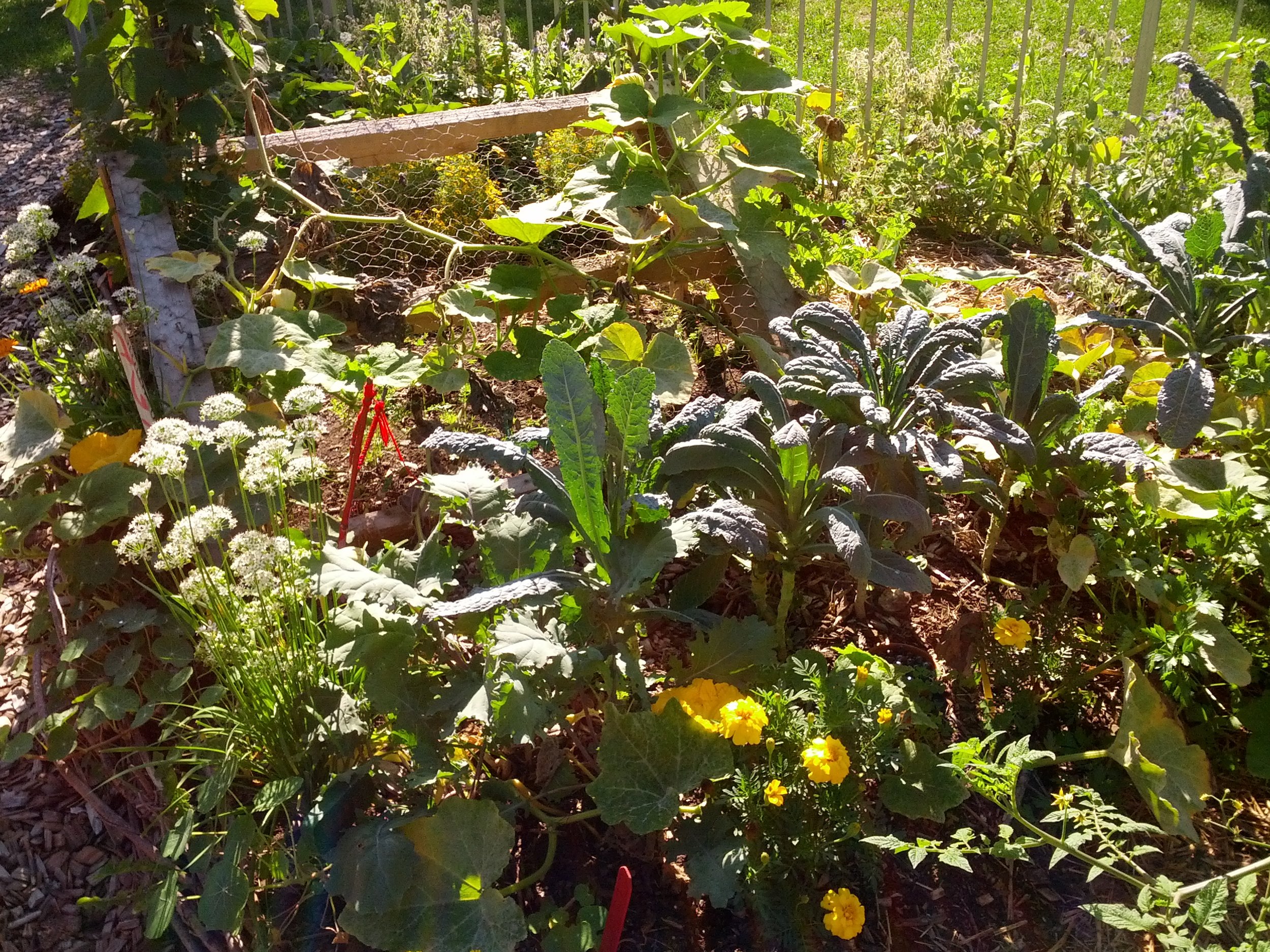 wild garden.jpg