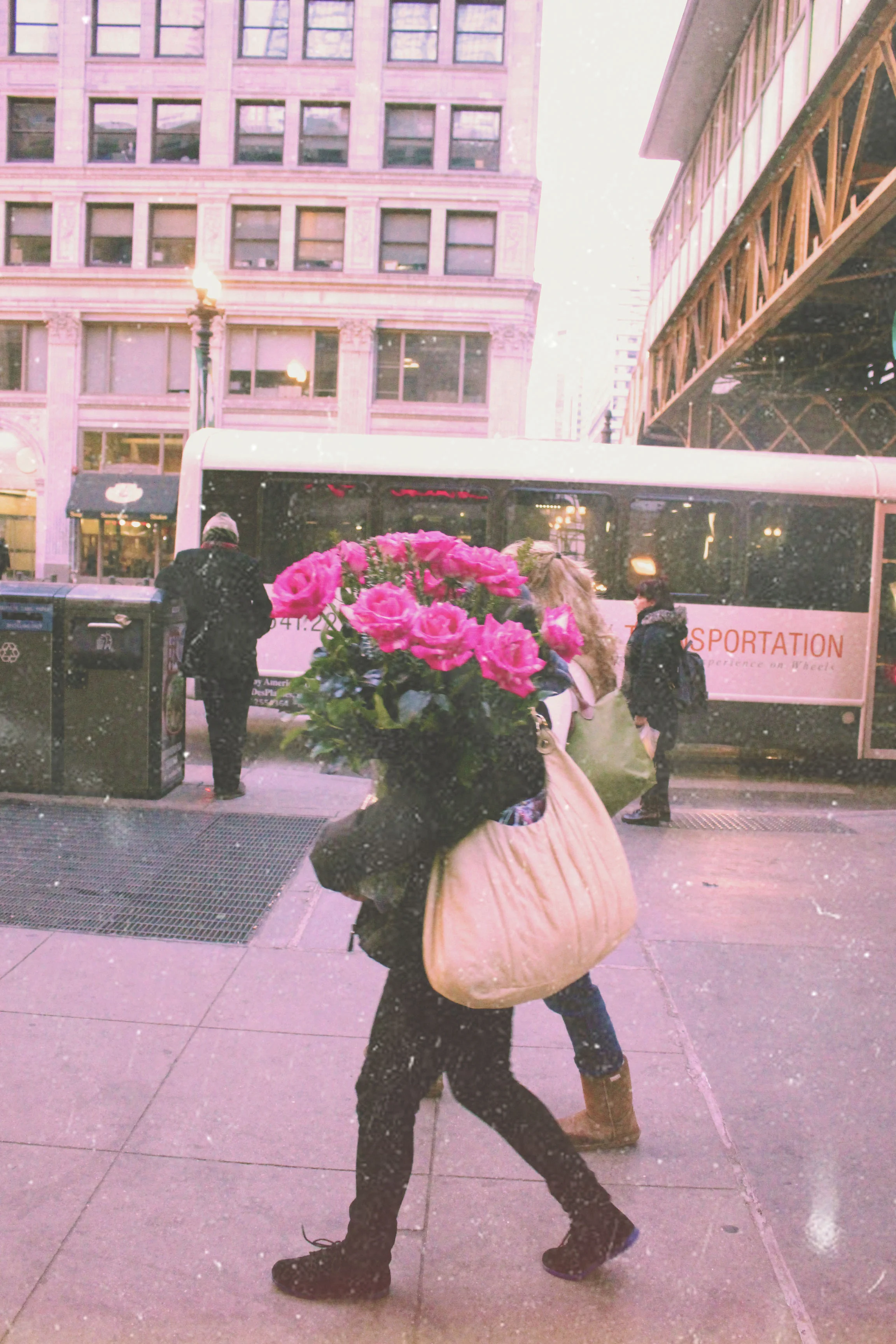 Roses in Chicago