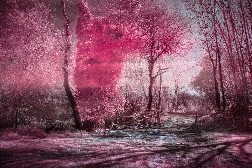 venus infrared 72dpi.jpg