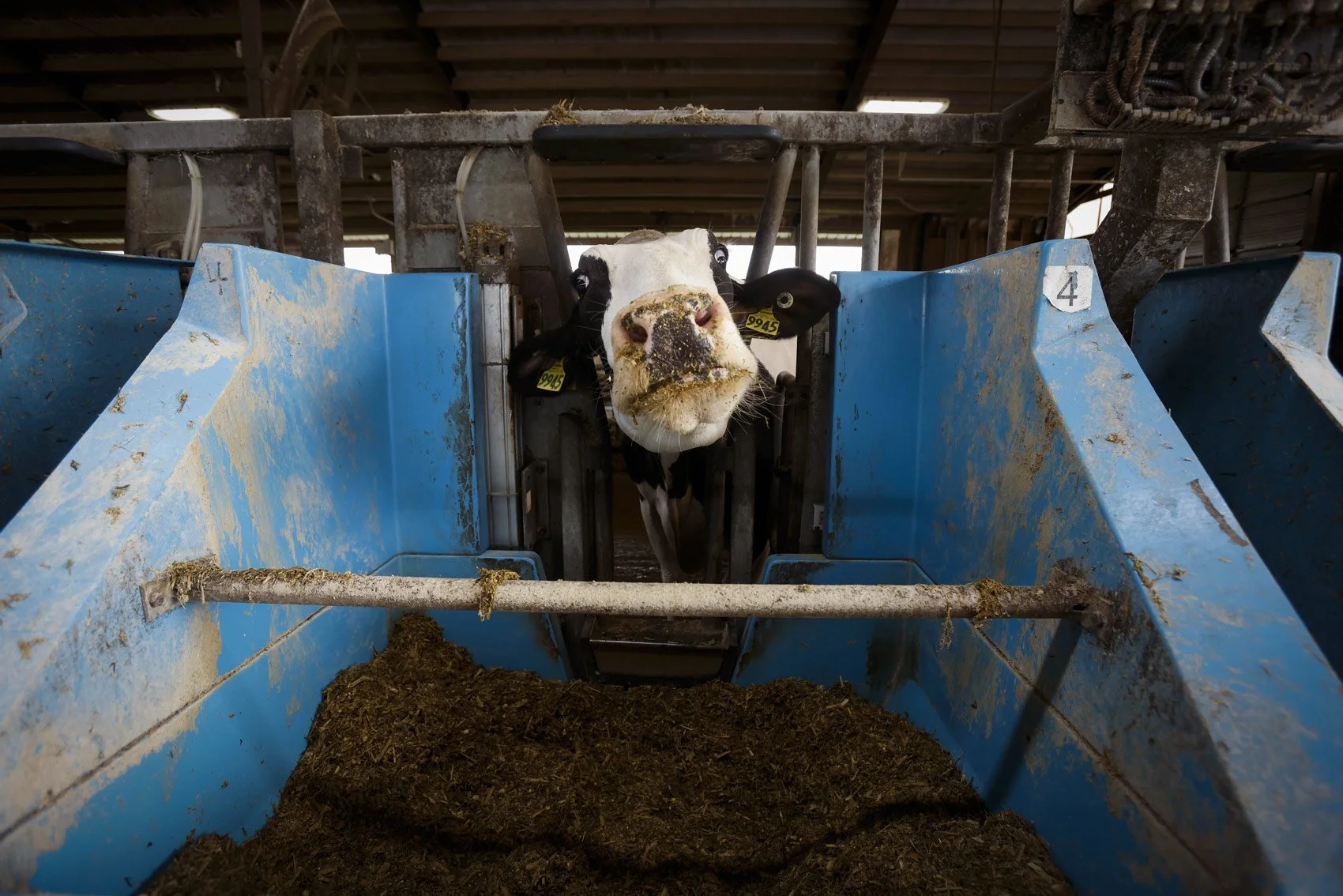 cow-dairy-farm-wisconsin-uw-cap-times-ruthie-hauge.jpg