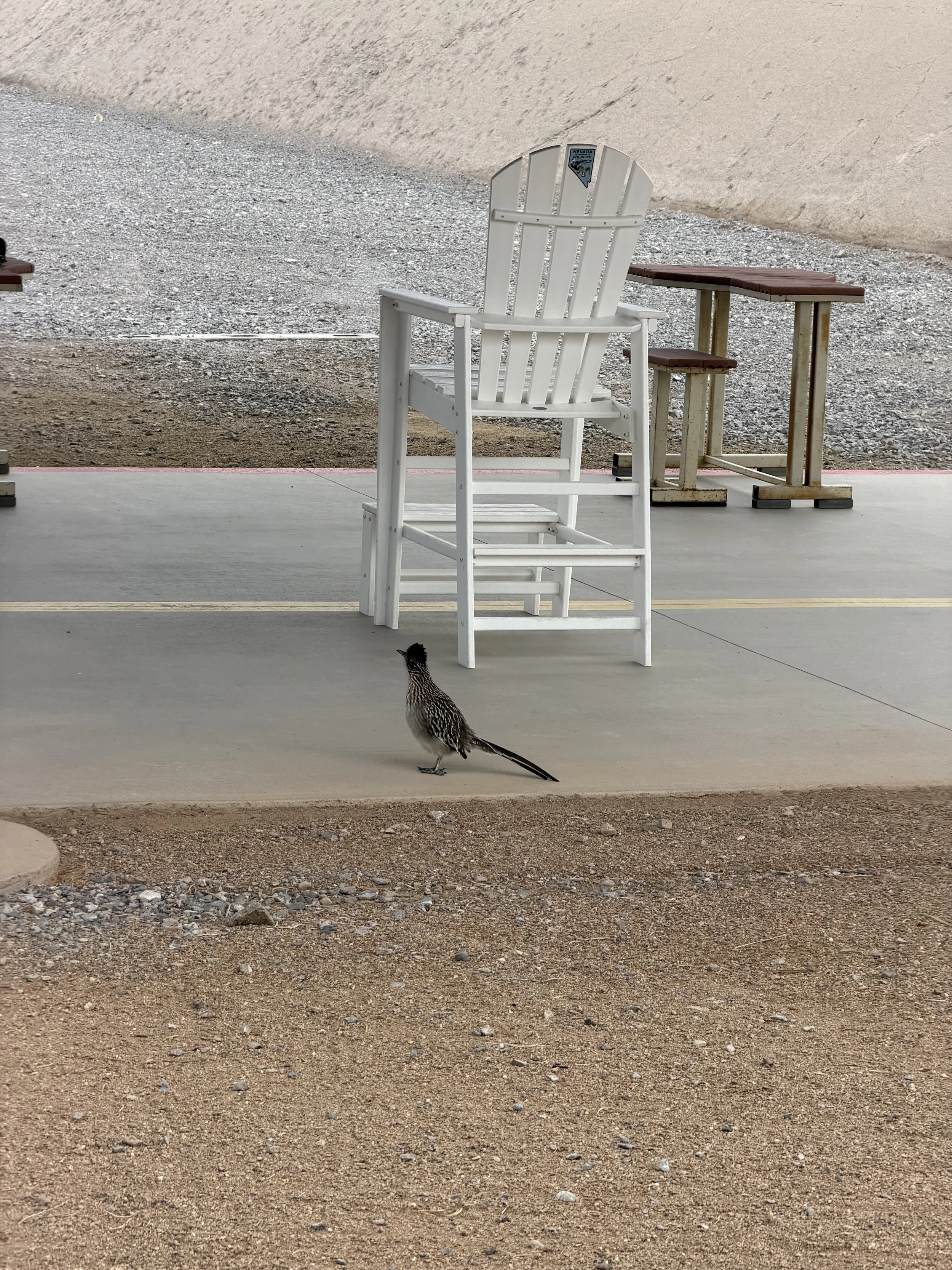 ROADRUNNER IMG_0458.jpeg