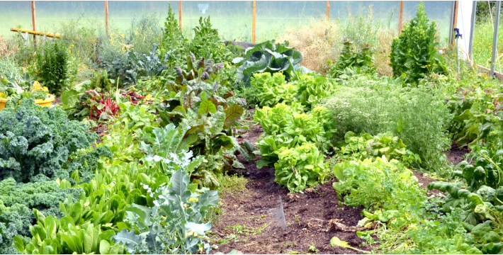 A greenhouse in Phelps County will increase the amount of fresh vegetables distributed to clients there.