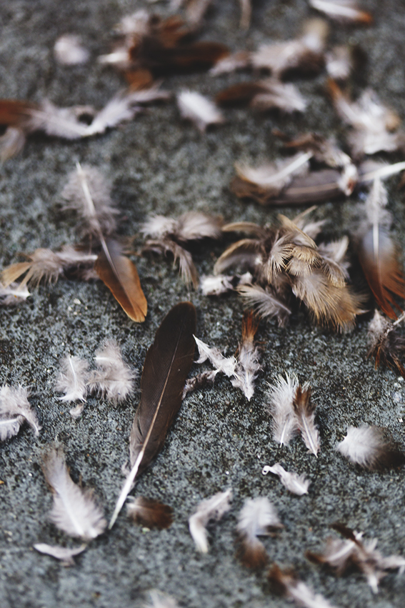 Feathers, for Tactility & Decay © 2017 Ekaterina Selezneva