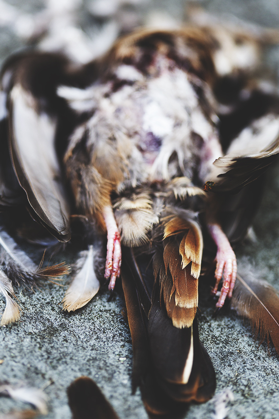 Bird study, for Tactility & Decay © 2017 Ekaterina Selezneva