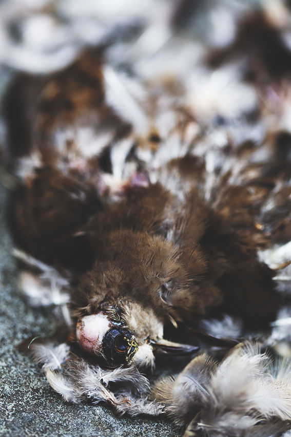 Bird study, for Tactility & Decay © 2017 Ekaterina Selezneva