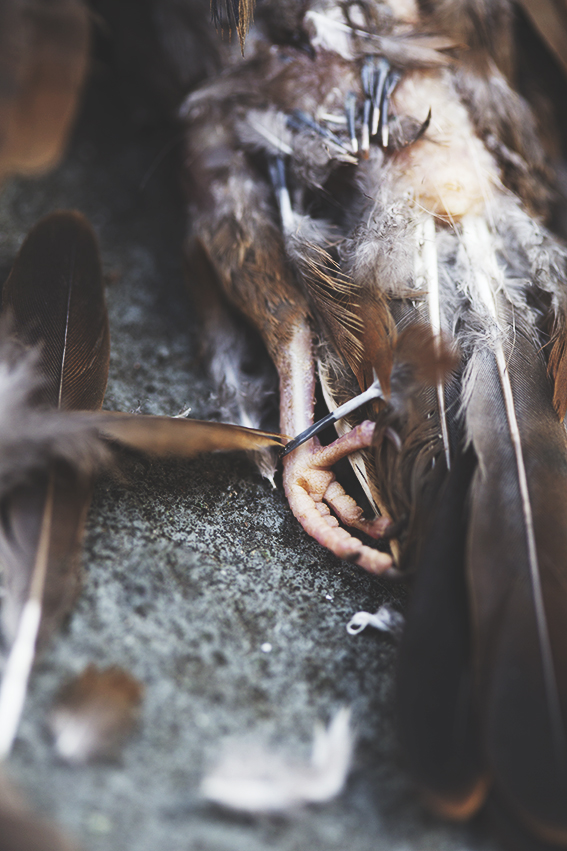Bird study, for Tactility & Decay © 2017 Ekaterina Selezneva