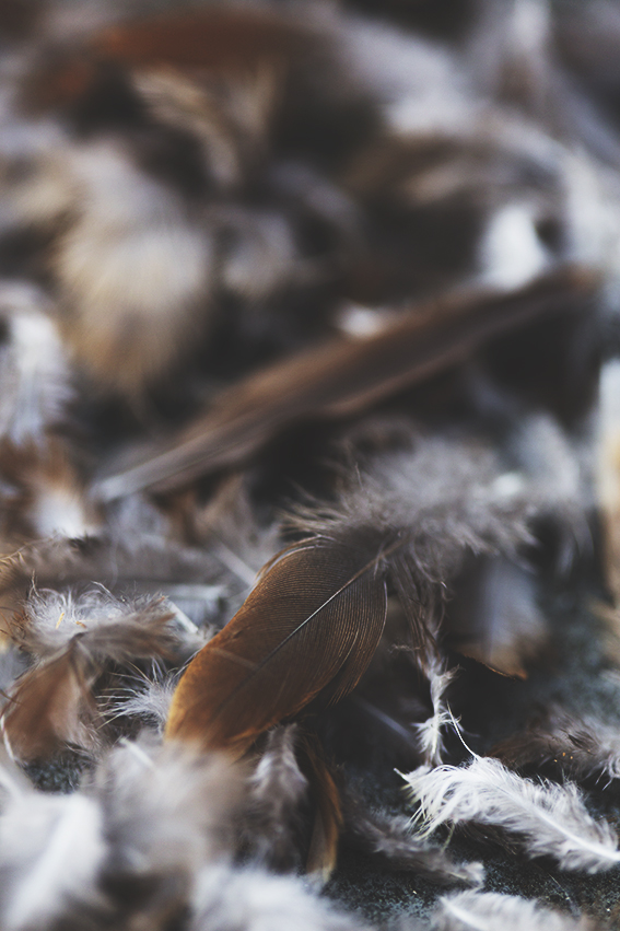 Feathers, for Tactility & Decay © 2017 Ekaterina Selezneva