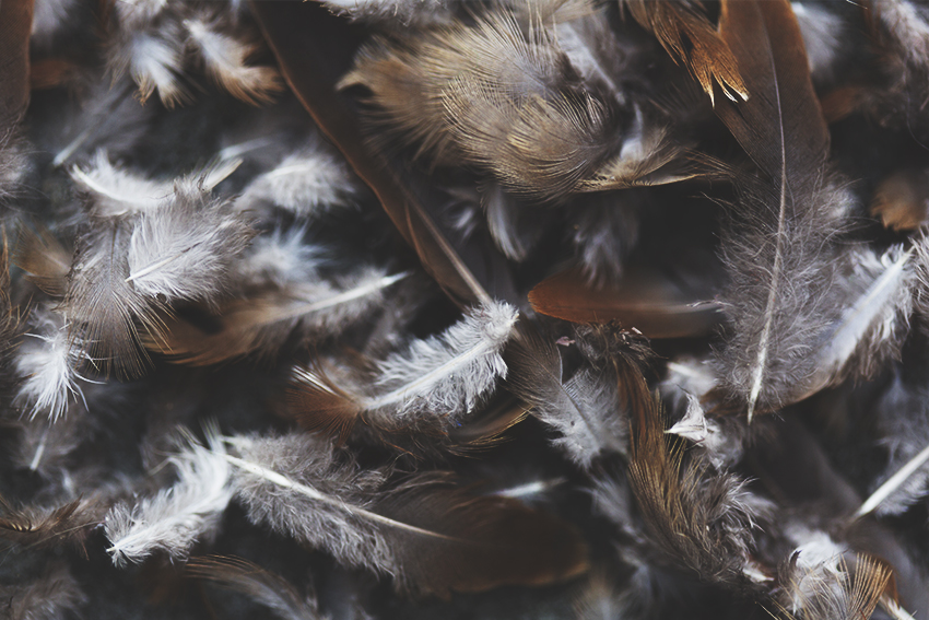 Feathers, for Tactility & Decay © 2017 Ekaterina Selezneva