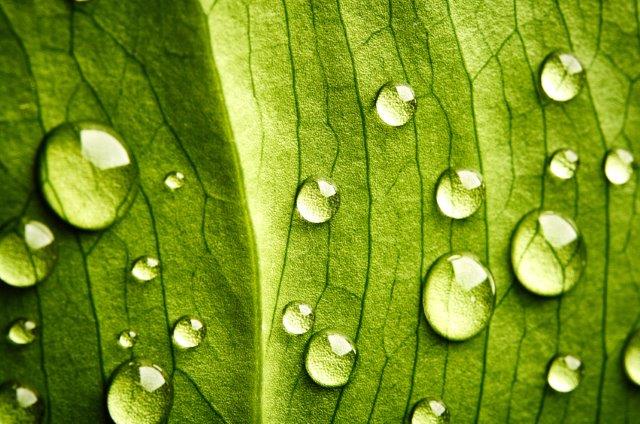 Fotolia_84663979_S leaf.jpg