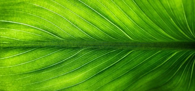 leaf-2210973_1920.jpg