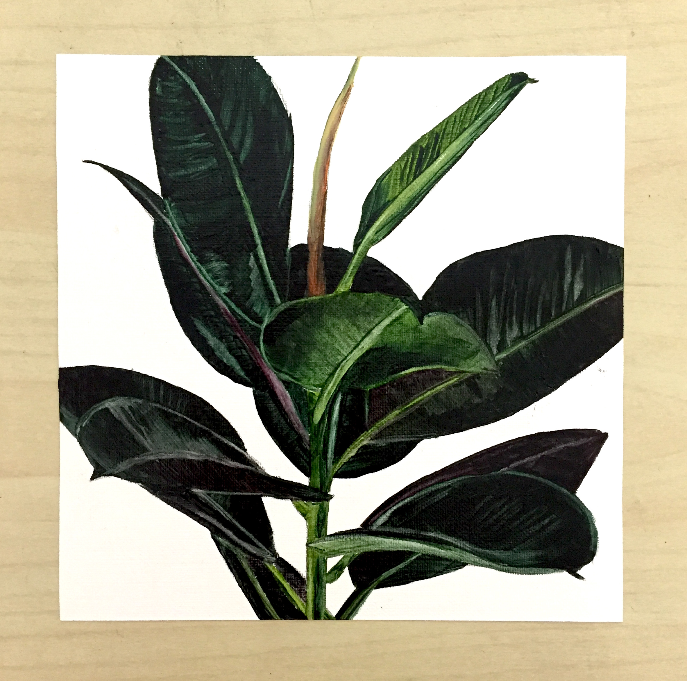 Rubber Tree