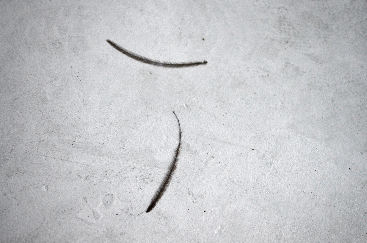 Loose feathers in the studio of Joanne Easton , 2016. Photograph: Christopher Squier.