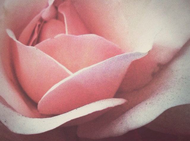 rose vulva crop.jpg