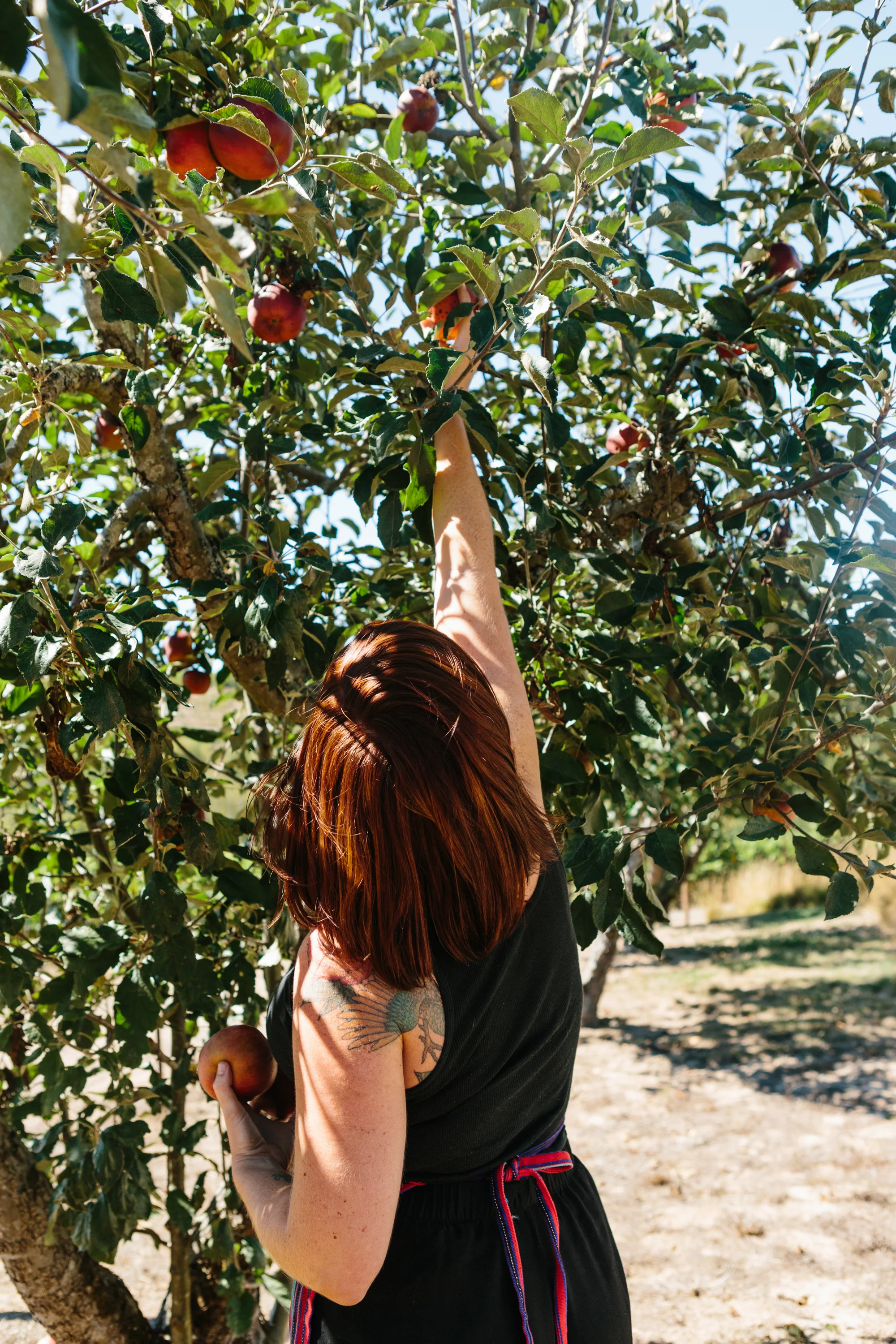 Picking Apples by Kimberley Hasselbrink