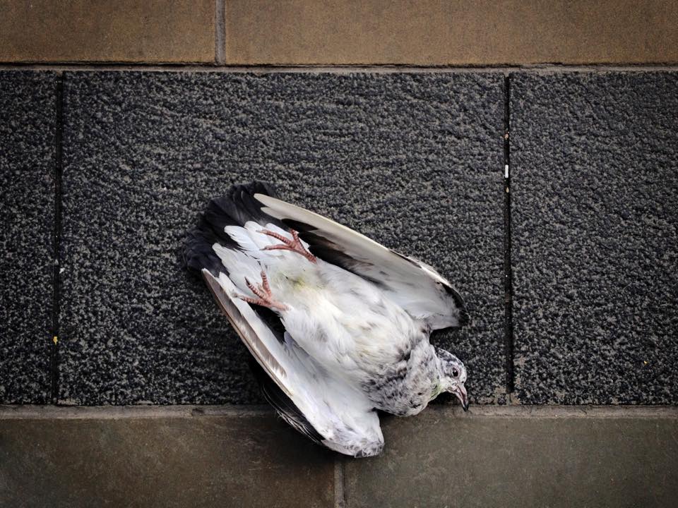  Dead Birds 