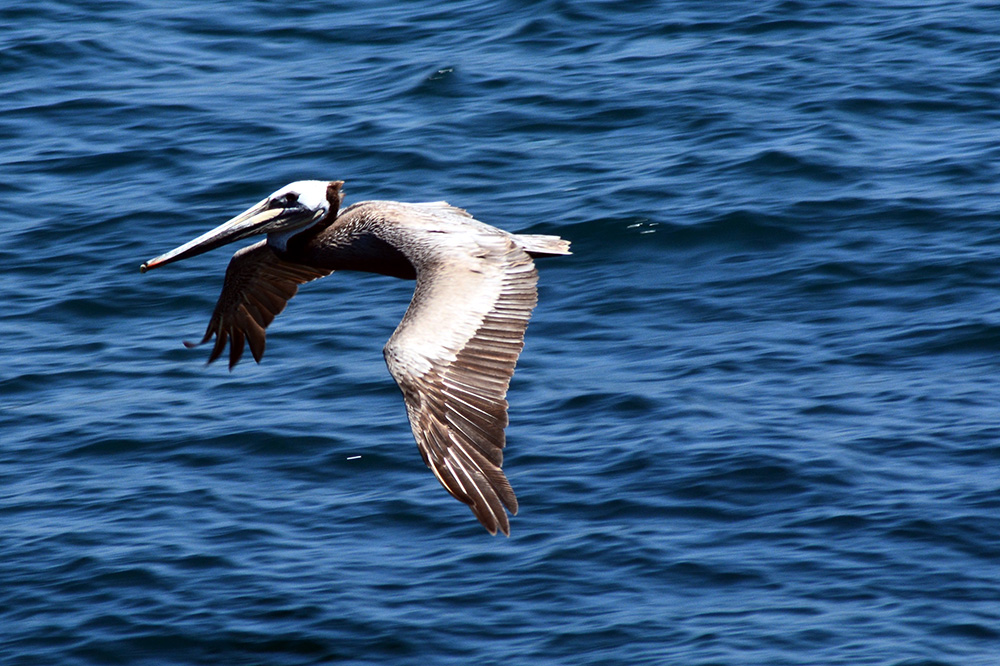 Pelican.jpg