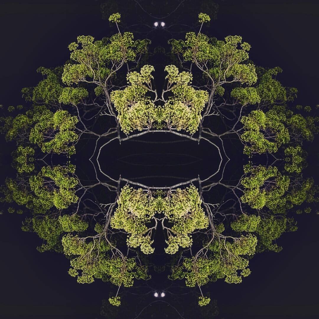 Forest Eye