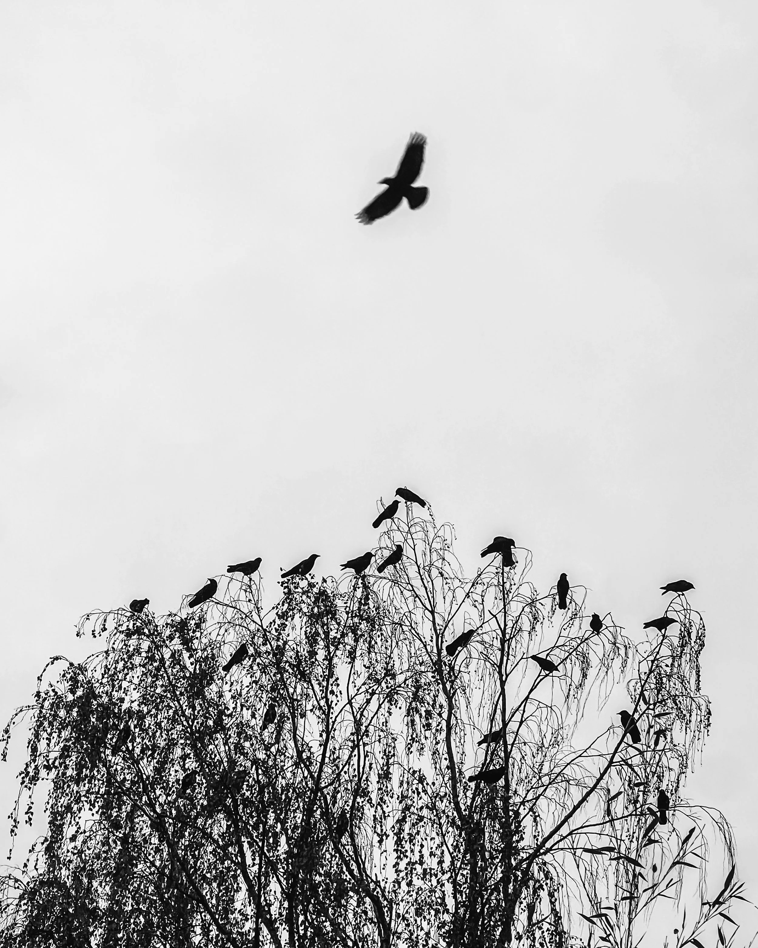 Hawthorne 
