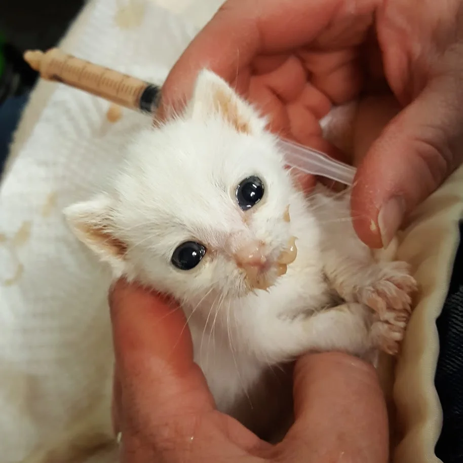 Second Chance Sheridan Cat Rescue