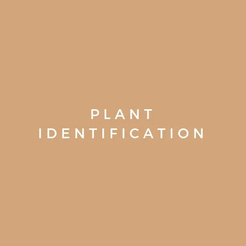 Steps to take to positive identify a plant without having an app, book, or resource guide handy.