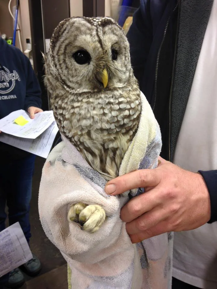 Great-Barred-Owl.jpg