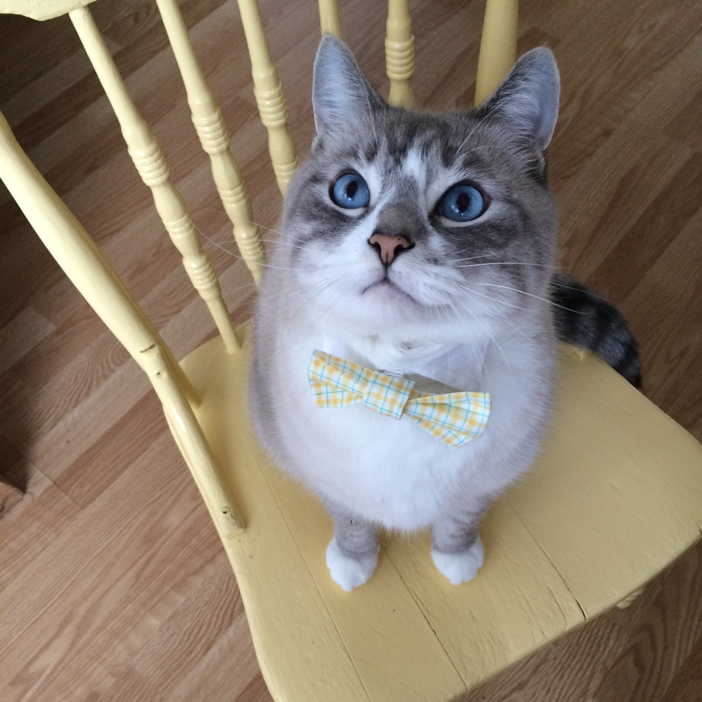 Chai on chair.jpg