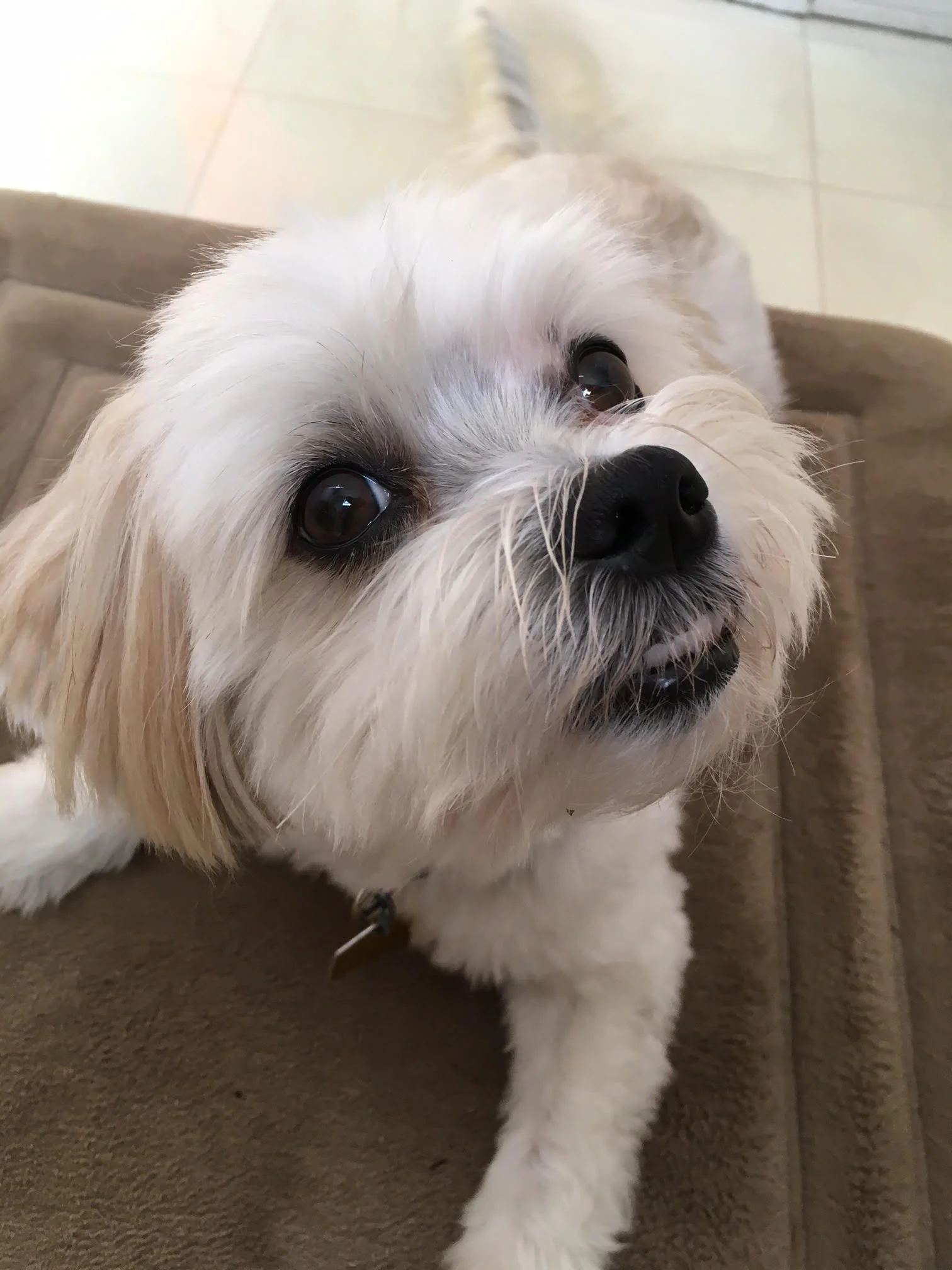 Casper, the friendly lap dog! He loves walks on the beach, delivering papers with Shannon twice a week, and sleeping in on weekends with his big sister (Shannon's teenage daughter).