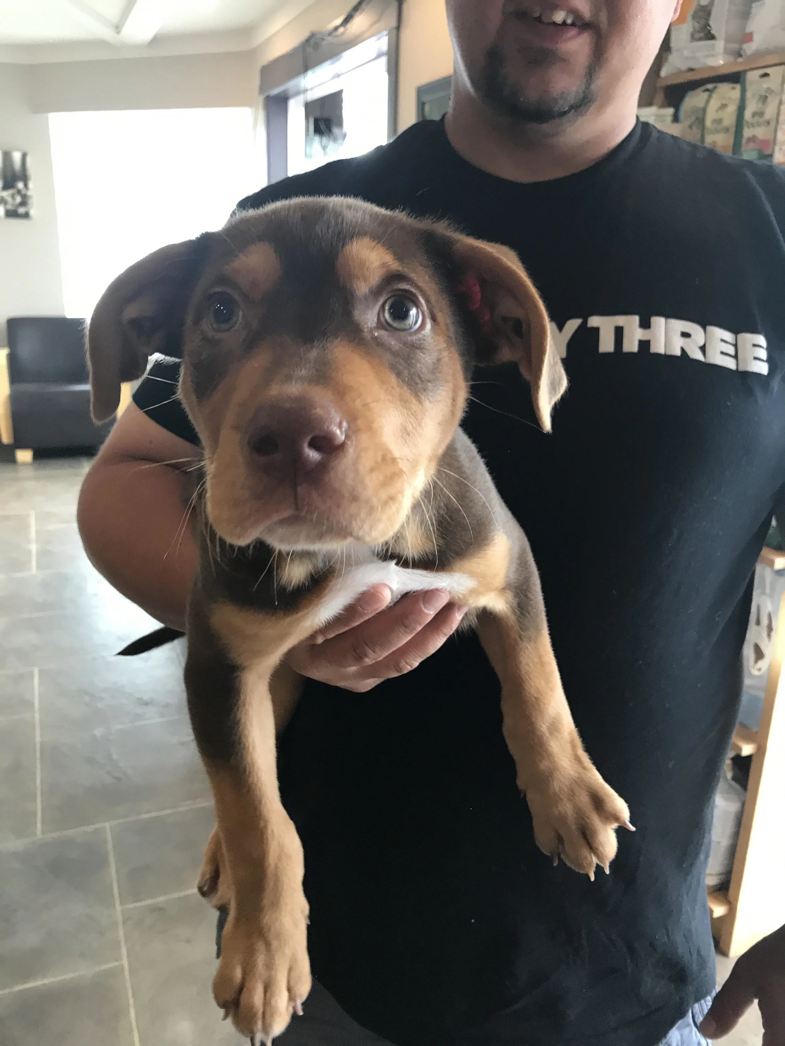 Apollo, 9 week old Shepherd cross, was in for his Advantage ® application today!