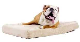 comfy bed.jpeg
