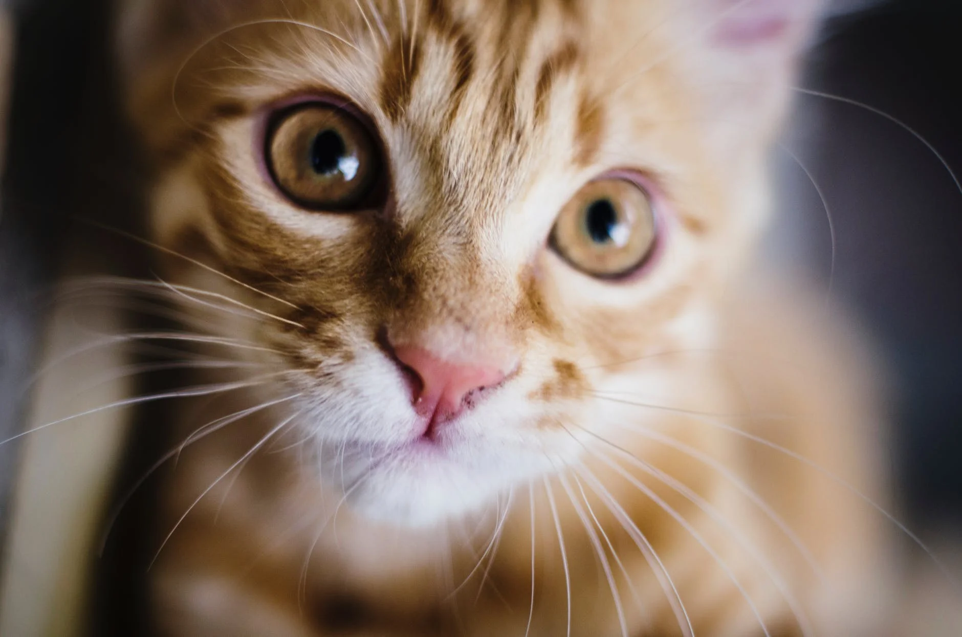 kitty.jpeg