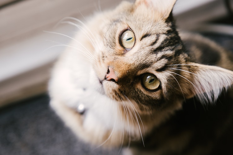 kitty.jpeg